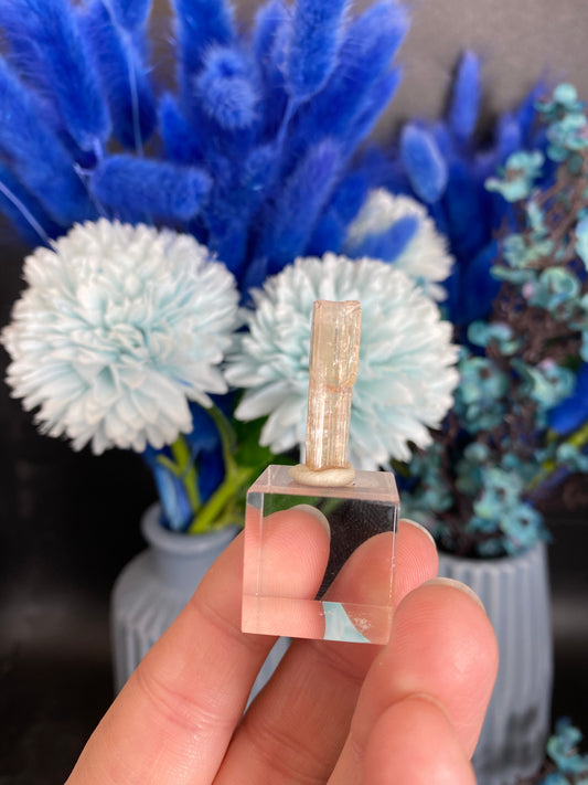 Turmalin aus der Chappu Mine, Pakistan (H50)