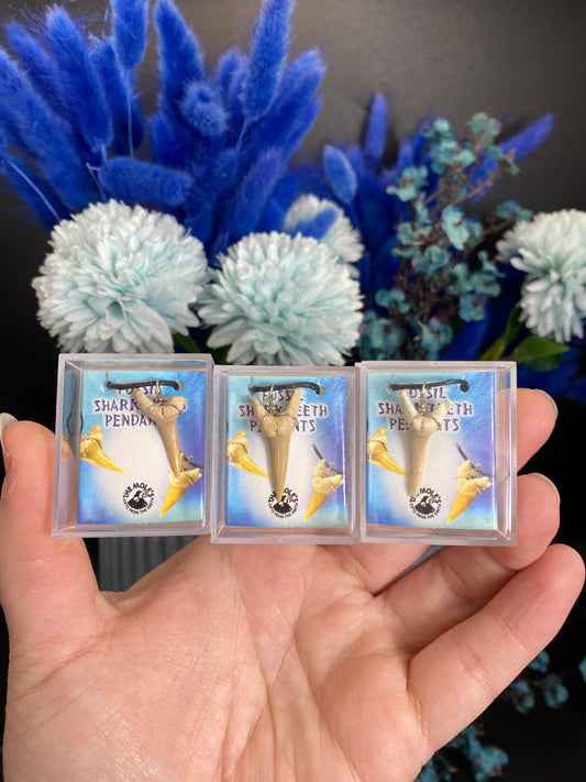 Kette mit einem Haifischzahn