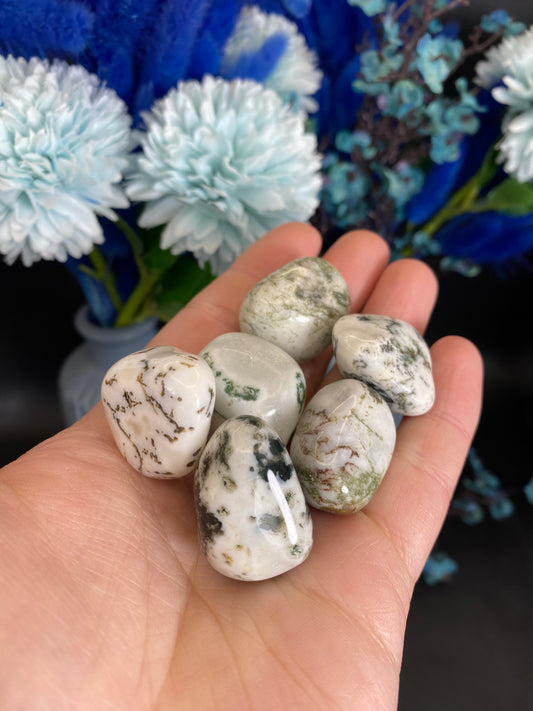 Baumachat Trommelstein