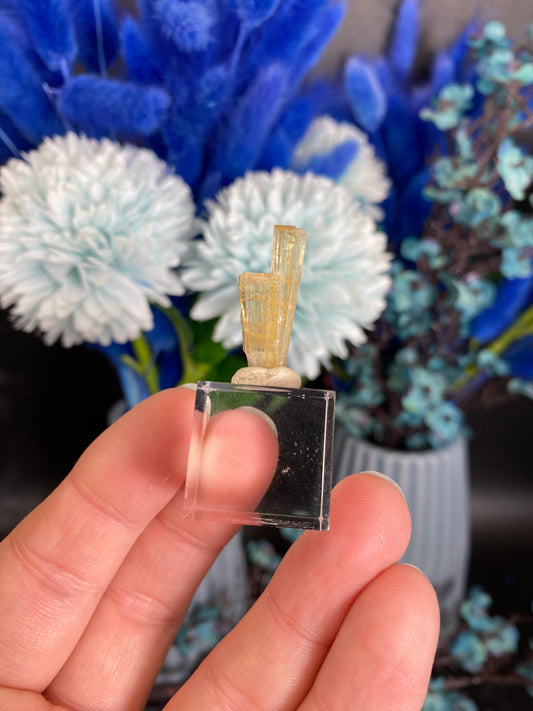 Turmalin aus der Chappu Mine, Pakistan (H38)